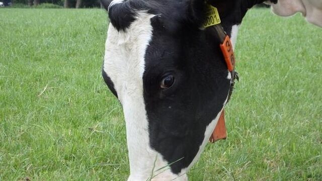 Boeren willen niet meebetalen aan mestprobleem