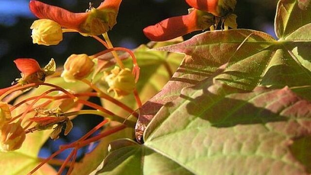 Roetschorsziekte bij meer bomen