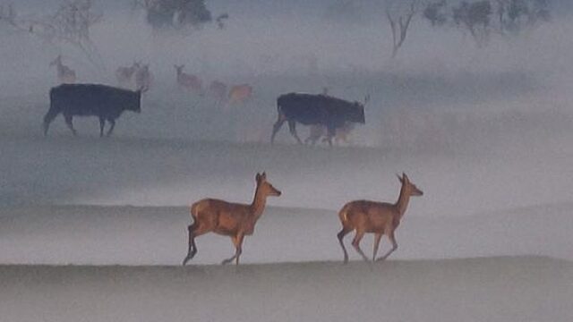 Minder grazers maakt de Oostvaardersplassen aantrekkelijker?