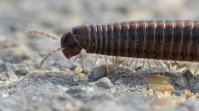 Miljoenpoot ontdekt met vier penissen