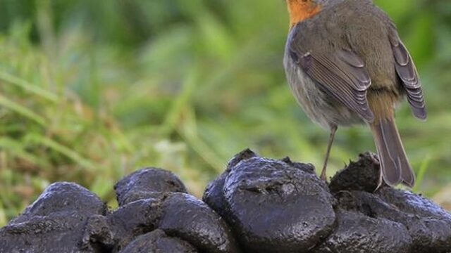 Waarom krijgen vogels geen koude voeten?