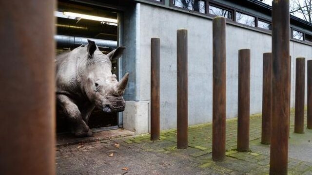 Uitstervende neushoorn zelfs in dierentuin onveilig