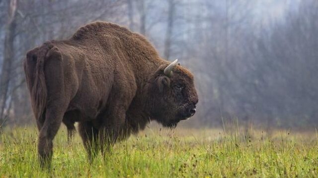 Voorouder wisent ontdekt in grotschilderingen