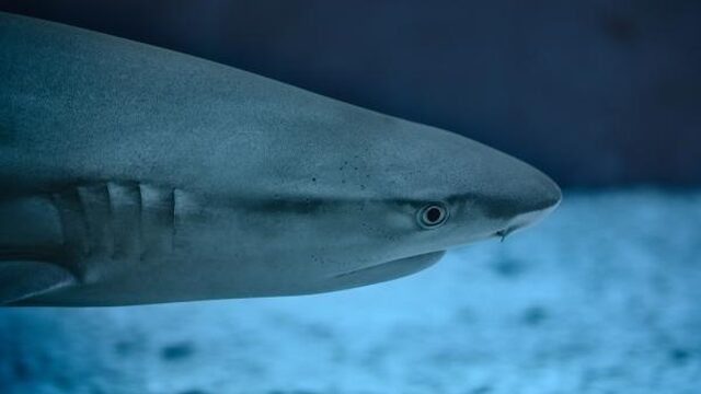 Pleidooi voor betere bescherming van haaien