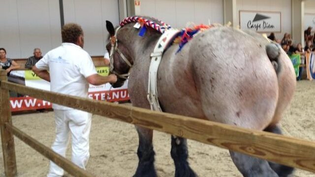 Verbod op tentoonstellen van paarden zonder staart