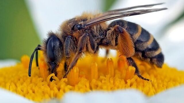 Neonicotinoïden nekken wilde bij