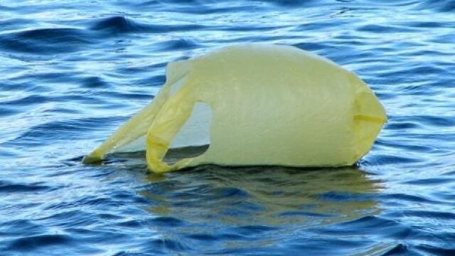 Dolfijn met 30 plastic zakken in z’n maag gevonden