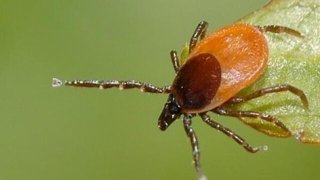 Aantal teken door het hele land toegenomen