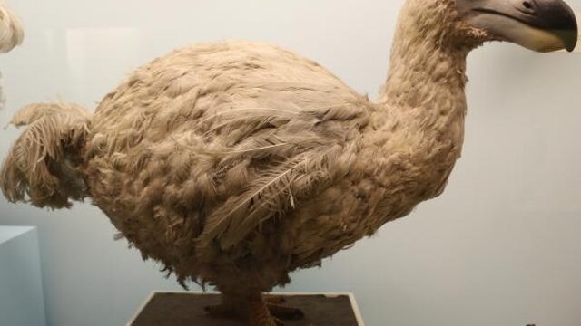 Nederlander op zoek naar mythische uitgestorven vogel