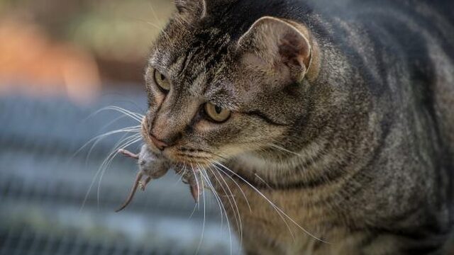 Veelvoorkomende kattenparasiet maakt je (meestal) toch niet meer psychotisch