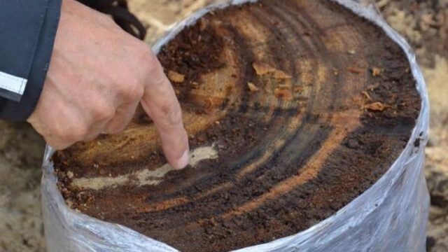 13.000 jaar oud dennenbos ontdekt