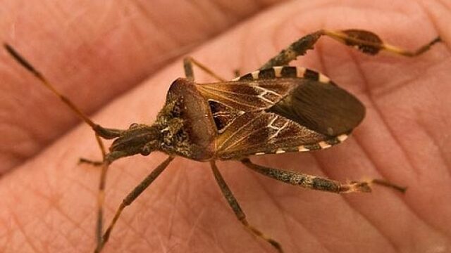 Dodelijke wants in Nederland?