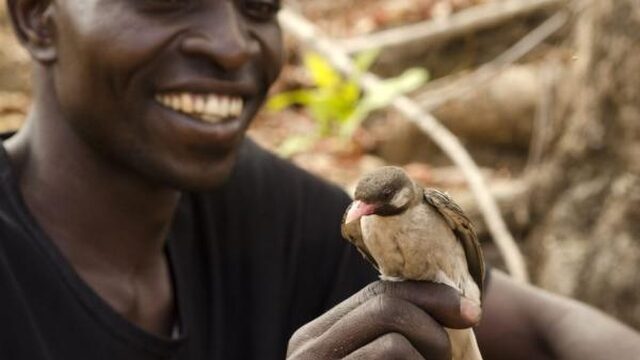Hoe mens en vogel samen naar honing speuren