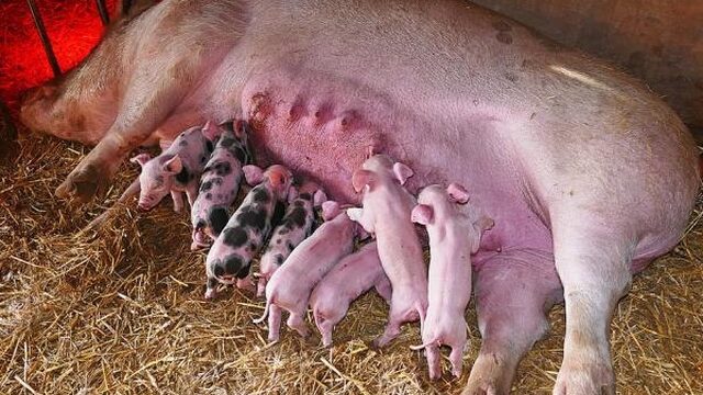 Wakker Dier: 'Bescherm dieren tegen doorfokken'