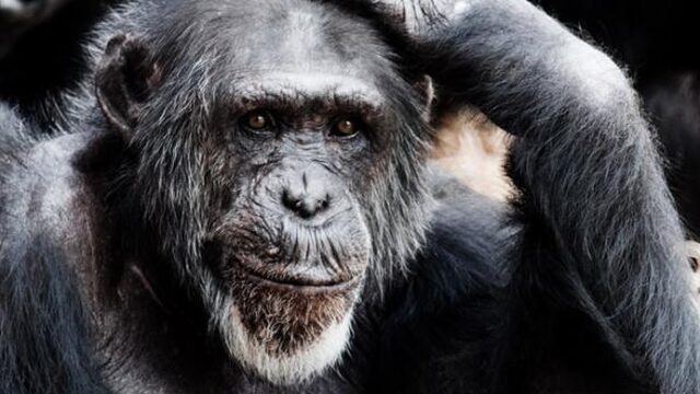 'Mensapen gaan het klimaatprobleem niet oplossen'