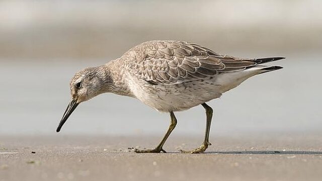 Vliegrecord voor kanoet: in een ruk van Canada naar Terschelling