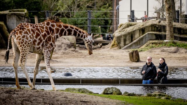 Zijn dierentuinen nog van deze tijd? 'We schaden het belang van de dieren'