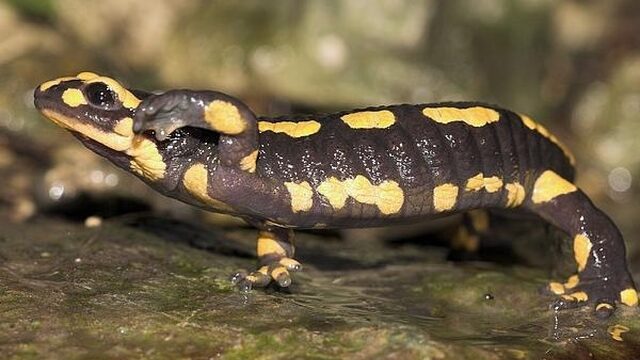 Klein beetje hoop voor de vuursalamander