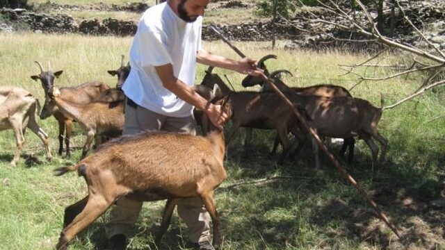 De herder is weer hot