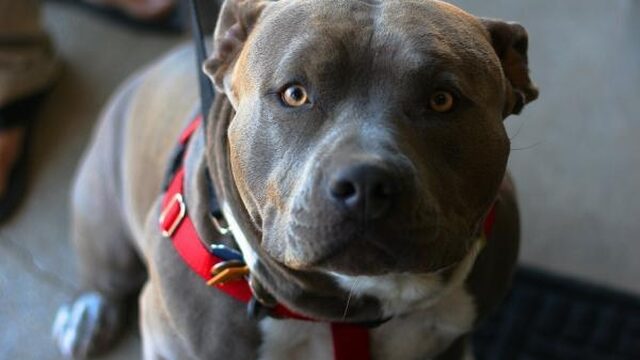 'Mensen die een risicohond willen, moeten eerst op cursus'