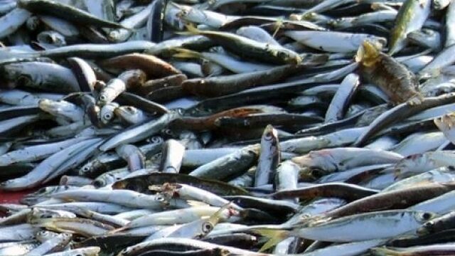 Illegale visserij schaadt ecosystemen en lokale economieën