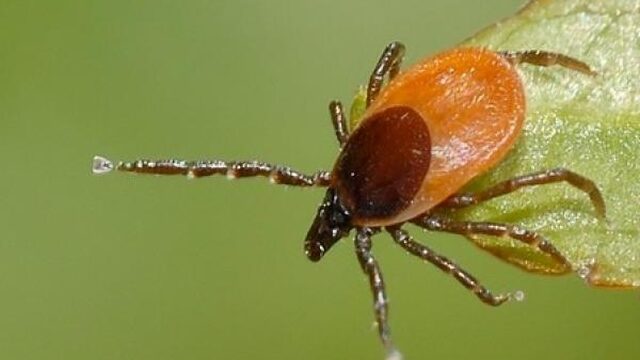 Ouderen vatbaarder voor lymeziekte