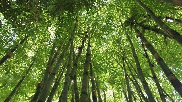 Nieuwe manier om stress van bossen te meten