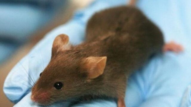 Dove muizen horen weer dankzij synthetisch virus