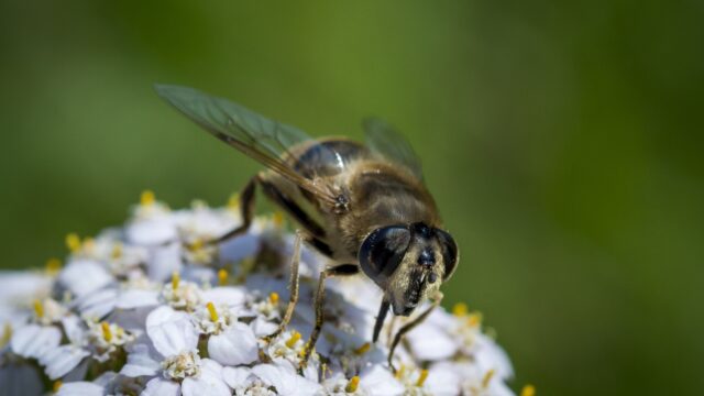 Nederland verliest rap haar biodiversiteit: 'We moeten aan het werk'