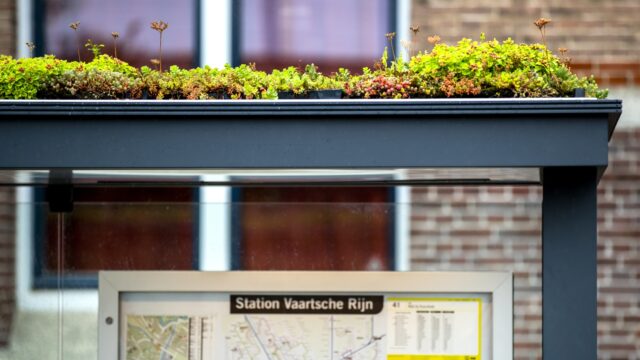 Hebben groene daken in de stad daadwerkelijk een verkoelend effect?