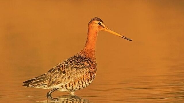 Dramatisch broedseizoen voor de grutto
