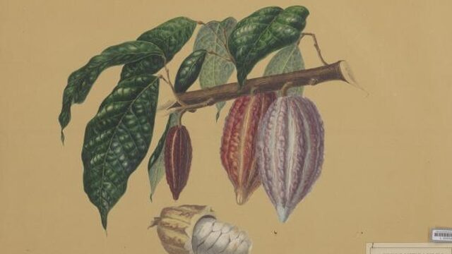 Wat verborgen plantenschatten over onze geschiedenis vertellen