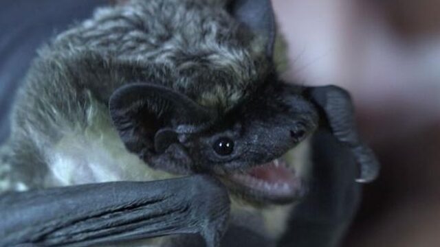 Invasie van de tweekleurige vleermuis