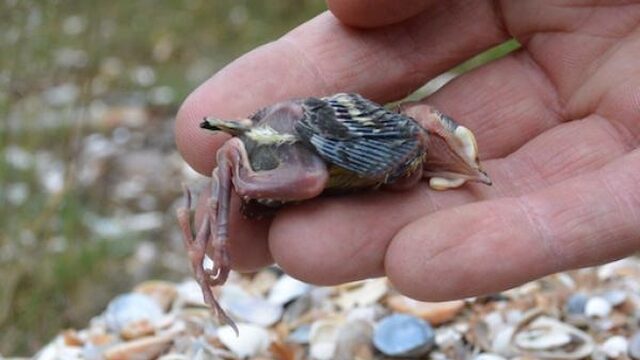 Stikstof veroorzaakt kalkgebrek bij jonge vogeltjes