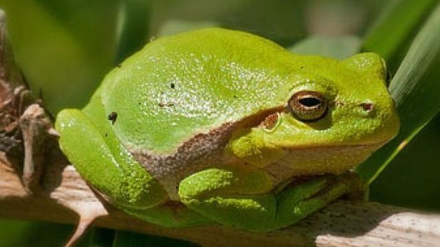 Glimmende boomkikkers