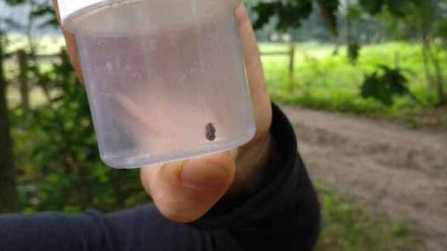 Kevertje redt koeien en paarden