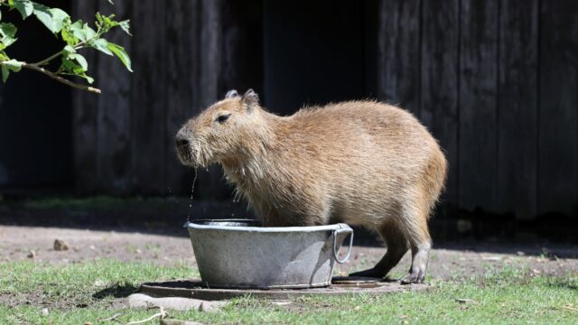Waar komt de hype rondom de capibara opeens vandaan? En wat zijn het voor beestjes?