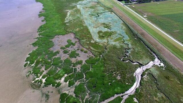 Zeespiegelstijging brengt kustbeschermende schorren in gevaar
