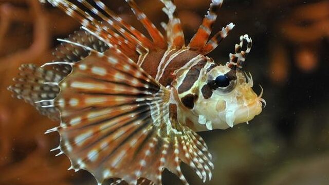 Steeds meer koraalduivels in Middellandse zee