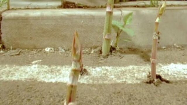 Amersfoort wil niet wijken voor allesvernietigende plant