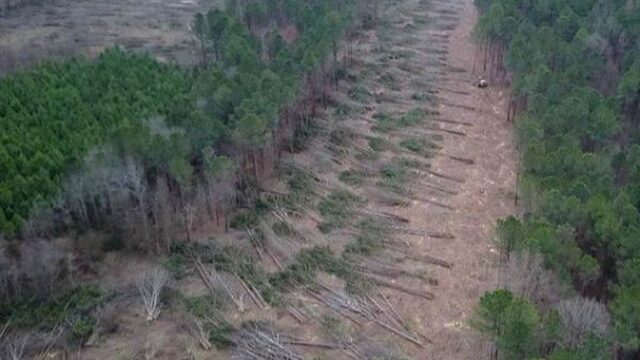 Vroege Vogels en Zembla over het bos als brandstof