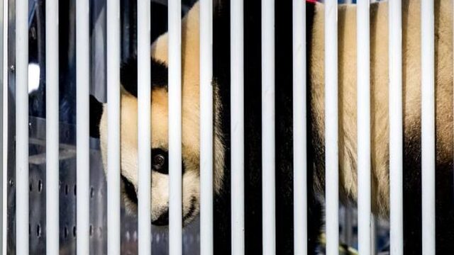 Zijn de reuzenpanda's ook blij met ons?