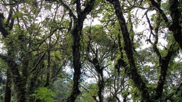 Op zoek naar Duitse schatten in de jungle van Tanzania