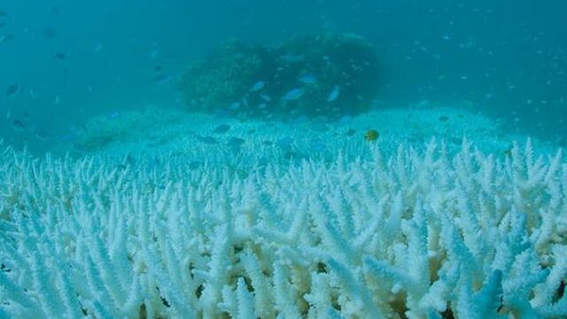 Great Barrier Reef verbleekt nog sneller