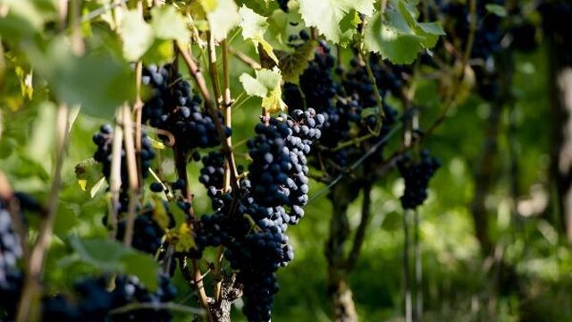 Nederlandse wijn verkoopt slecht ondanks topkwaliteit