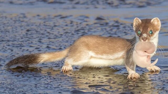 ‘Onmogelijke’ waarneming winters hermelijnjong
