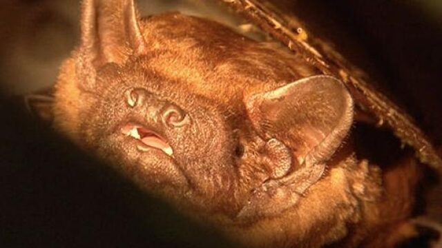 Vleermuiskast in de tuin