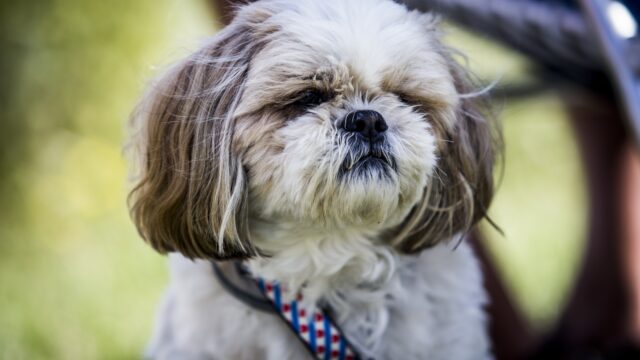 Missen honden hun baasjes nou echt als ze niet thuis zijn?