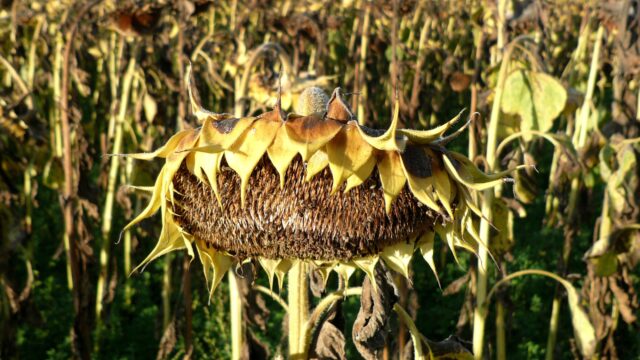 Wat wil jij weten over de gevolgen van aanhoudende droogte?