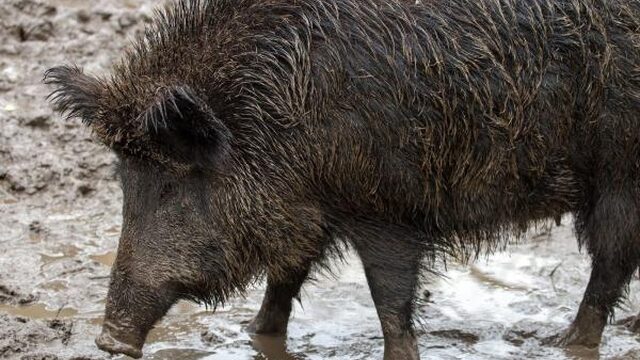 Opnieuw enorm veel beukennootjes, hoe komt dat?